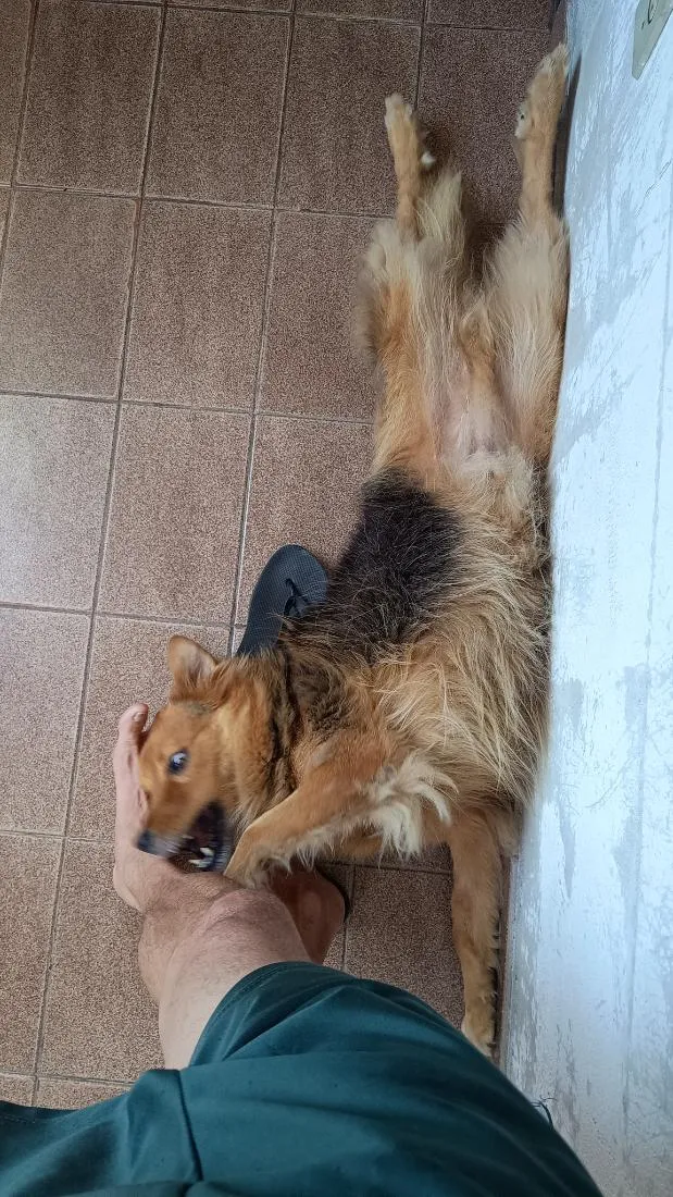 Cachorro raça SRD-ViraLata idade 6 ou mais anos nome Negan