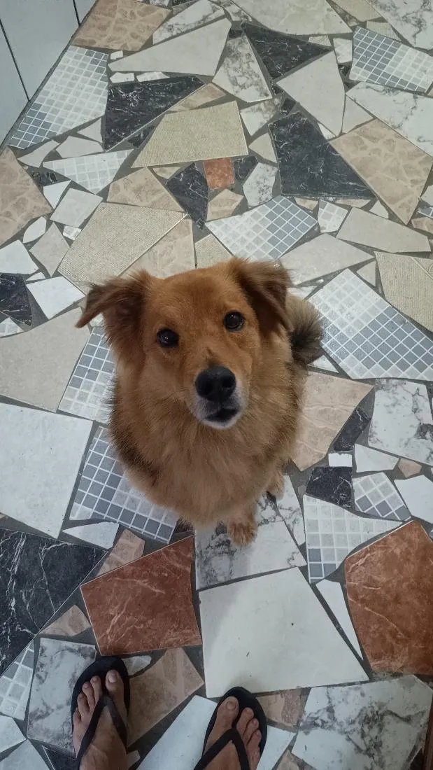 Cachorro raça SRD-ViraLata idade 6 ou mais anos nome Negan
