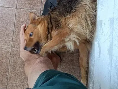 Cachorro raça SRD-ViraLata idade 6 ou mais anos nome Negan