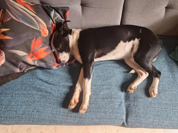 Cachorro raça SRD-ViraLata idade 1 ano nome frajola 