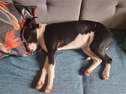 Cachorro raça SRD-ViraLata idade 1 ano nome frajola 