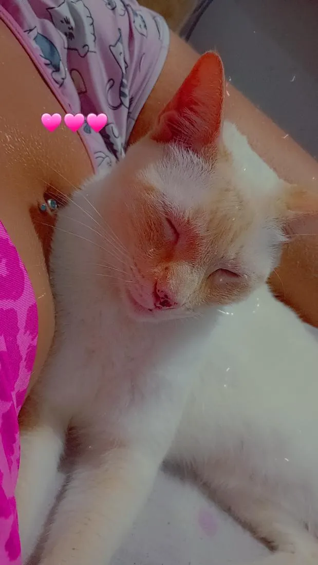 Gato raça Siamês idade 5 anos nome harry