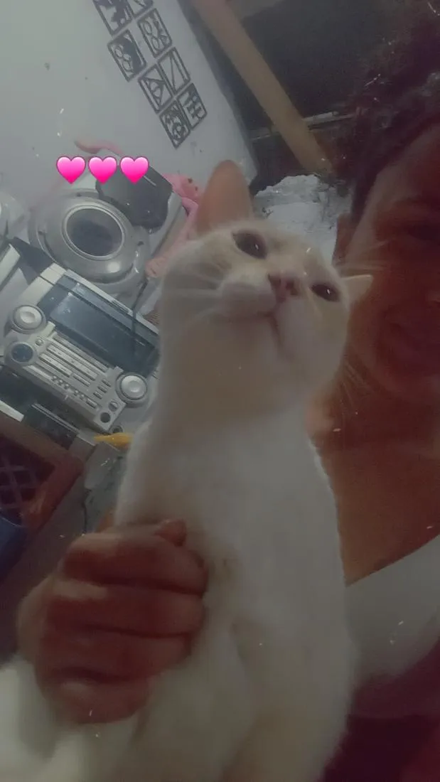 Gato raça Siamês idade 5 anos nome harry