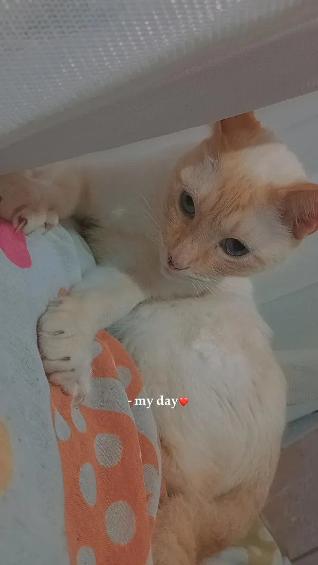 Gato raça Siamês idade 5 anos nome harry