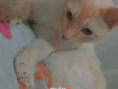 Gato raça Siamês idade 5 anos nome harry