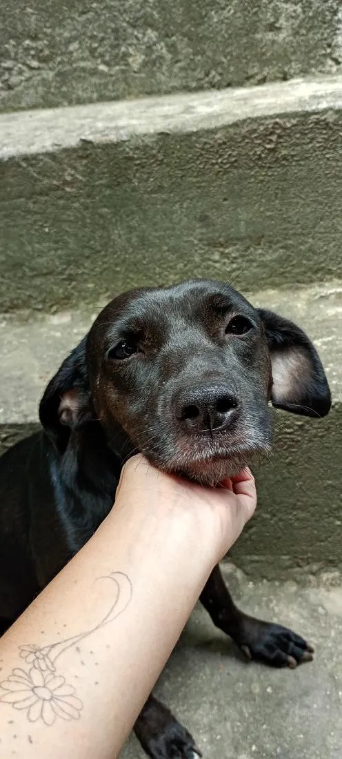 Cachorro raça SRD-ViraLata idade 3 anos nome Madalena