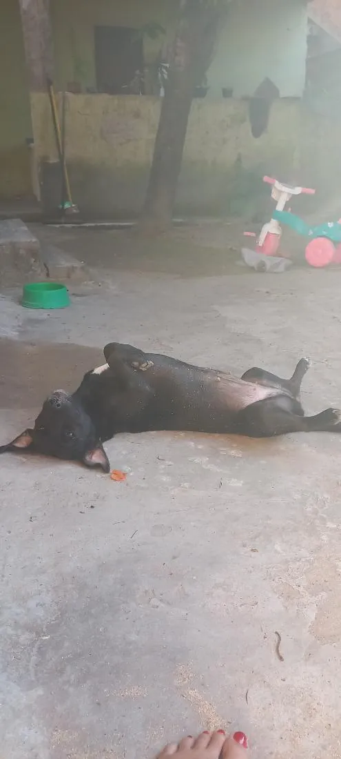 Cachorro raça SRD-ViraLata idade 3 anos nome Madalena