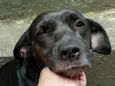 Madalena