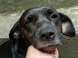 Cachorro raça SRD-ViraLata idade 3 anos nome Madalena