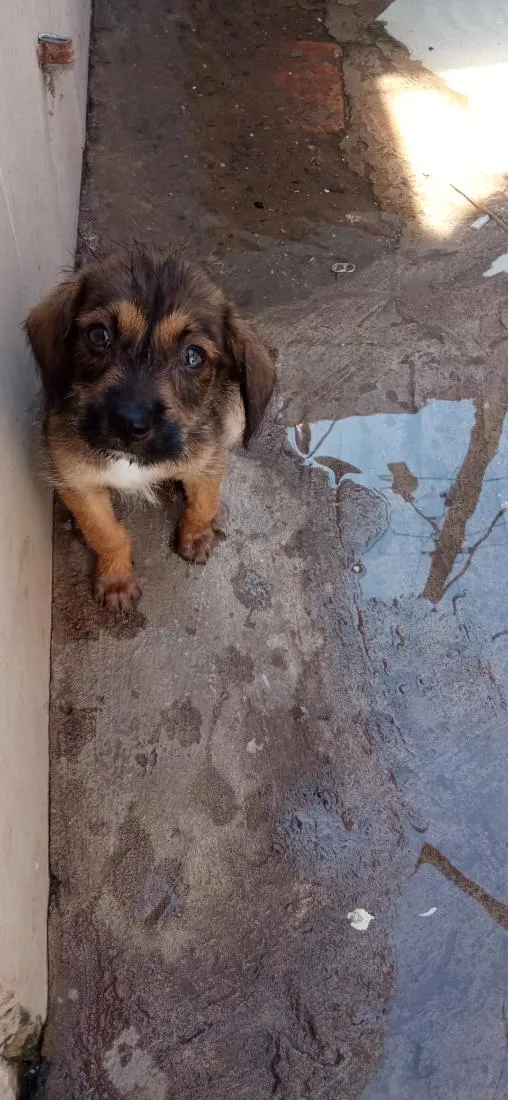 Cachorro raça SRD-ViraLata idade 2 a 6 meses nome Sabbath