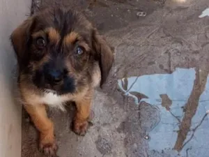 Cachorro raça SRD-ViraLata idade 2 a 6 meses nome Sabbath