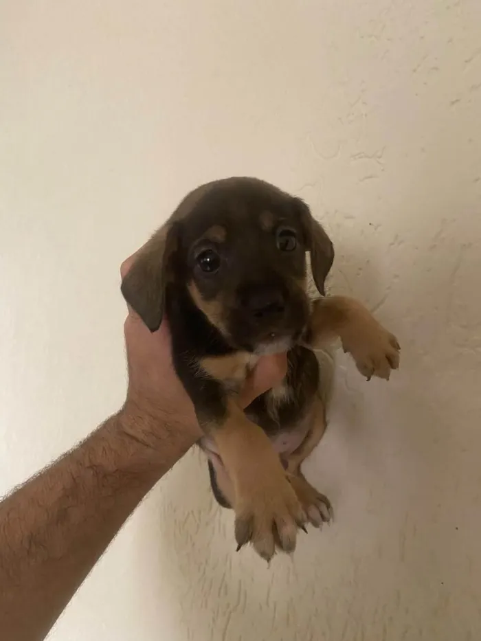 Cachorro raça SRD-ViraLata idade Abaixo de 2 meses nome Sem nomes