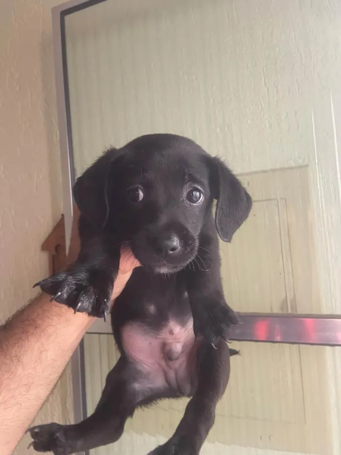 Cachorro raça SRD-ViraLata idade Abaixo de 2 meses nome Sem nomes