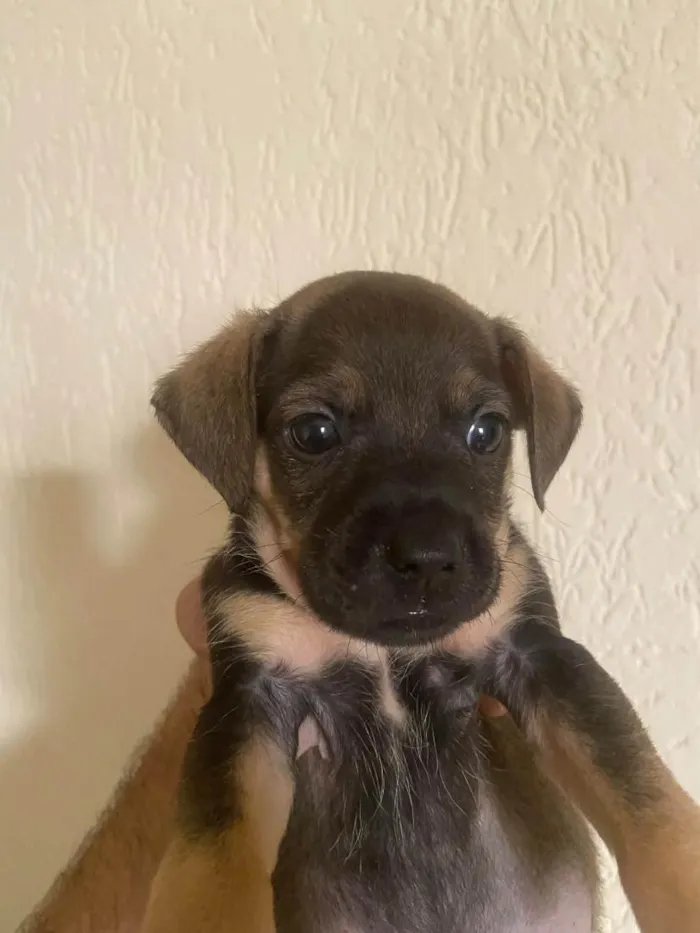 Cachorro raça SRD-ViraLata idade Abaixo de 2 meses nome Sem nomes