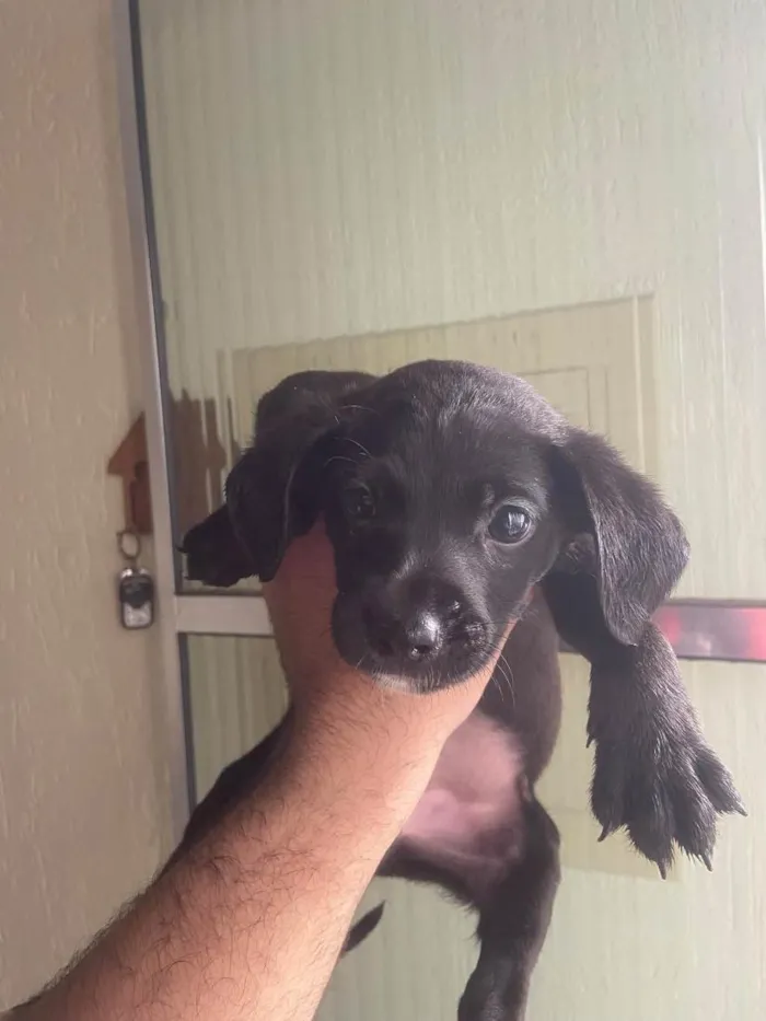 Cachorro raça SRD-ViraLata idade Abaixo de 2 meses nome Sem nomes