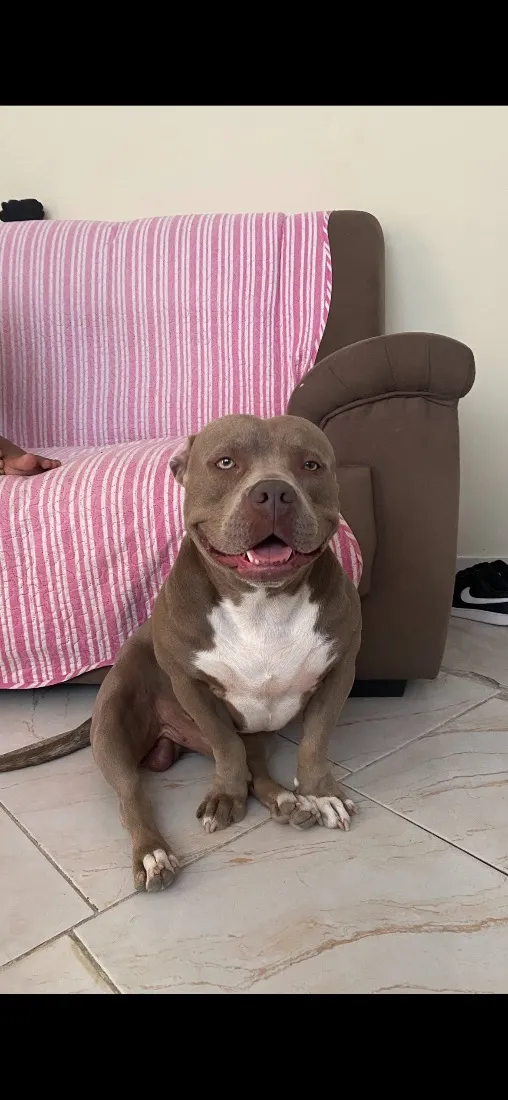 Cachorro raça SRD-ViraLata idade 3 anos nome Bruce