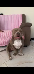 Bruce