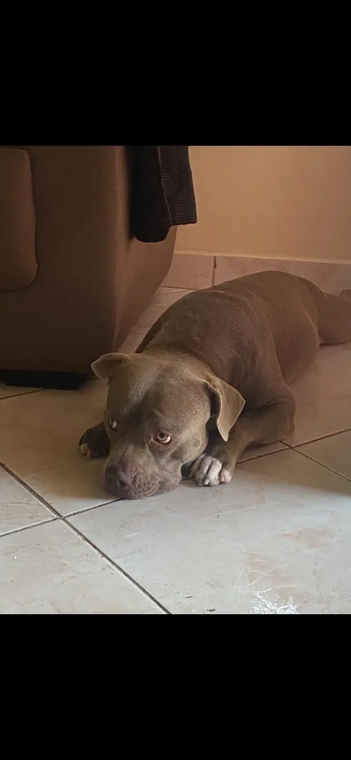 Cachorro raça SRD-ViraLata idade 3 anos nome Bruce
