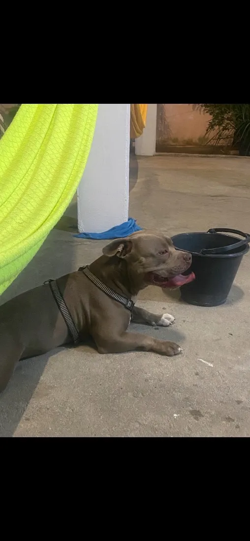 Cachorro raça SRD-ViraLata idade 3 anos nome Bruce