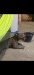 Bruce