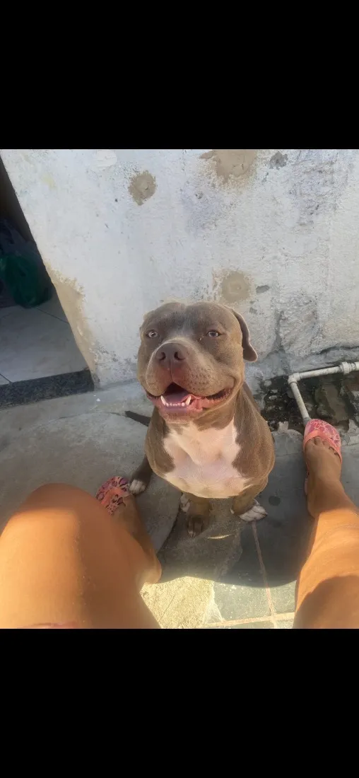 Cachorro raça SRD-ViraLata idade 3 anos nome Bruce