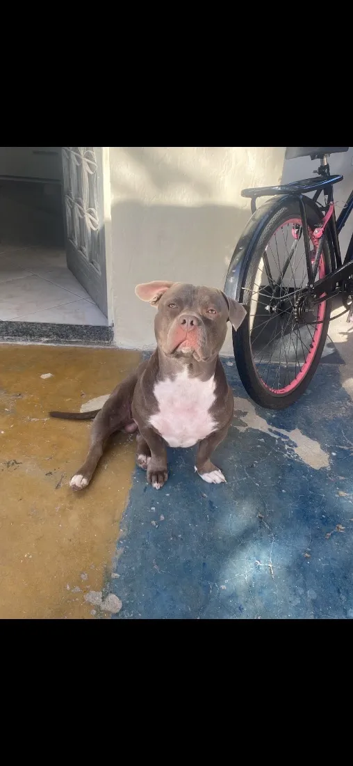 Cachorro raça SRD-ViraLata idade 3 anos nome Bruce