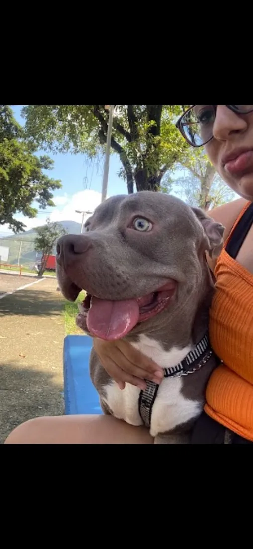 Cachorro raça SRD-ViraLata idade 3 anos nome Bruce