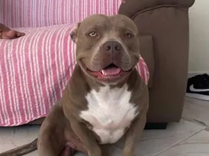 Cachorro raça SRD-ViraLata idade 3 anos nome Bruce