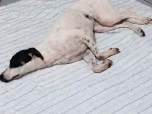 Cachorro raça SRD-ViraLata idade 1 ano nome Dandara