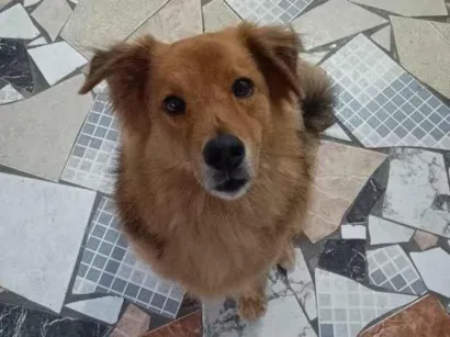 Cachorro raça SRD-ViraLata idade 6 ou mais anos nome Negan