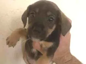 Cachorro raça SRD-ViraLata idade Abaixo de 2 meses nome Sem nomes