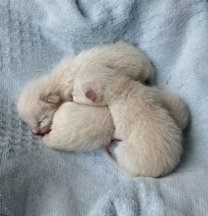 Gato raça Siamês idade Abaixo de 2 meses nome Filhotes Siameses 
