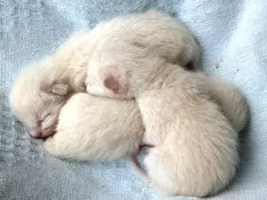 Gato raça Siamês idade Abaixo de 2 meses nome Filhotes Siameses 