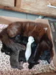 gatinhos e gatinhas recém nascidos