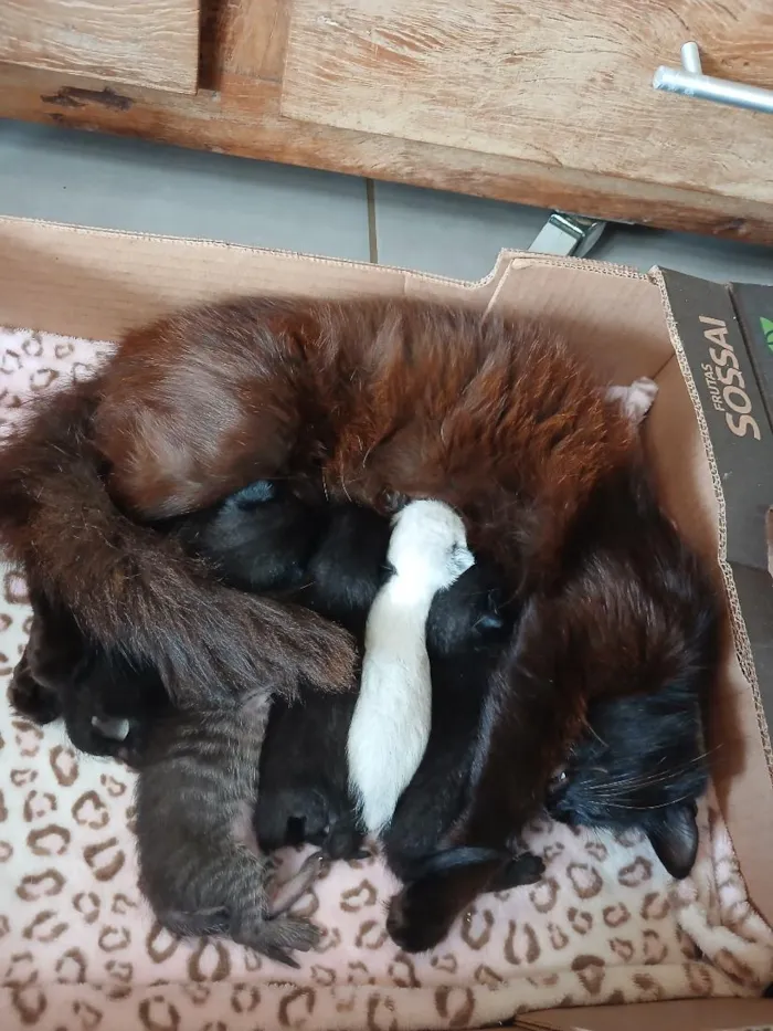 Gato raça SRD-ViraLata idade Abaixo de 2 meses nome gatinhos e gatinhas recém nascidos