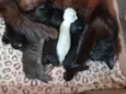 gatinhos e gatinhas recém nascidos