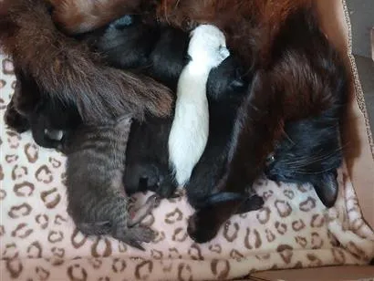 Gato raça SRD-ViraLata idade Abaixo de 2 meses nome gatinhos e gatinhas recém nascidos