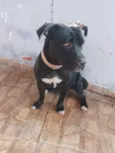 Pantera 