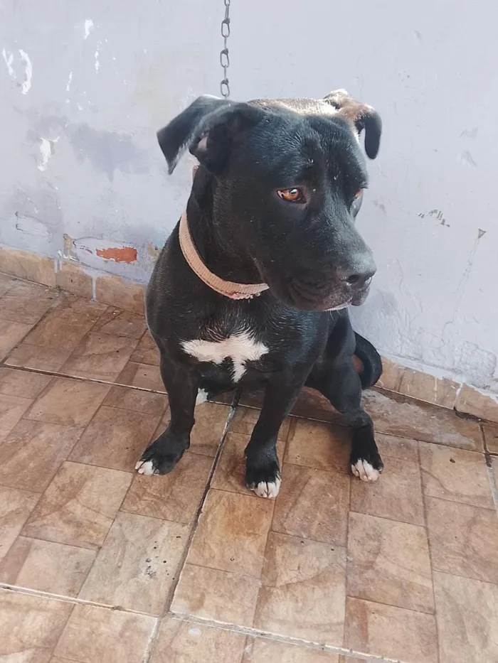 Cachorro raça Pit-Bull idade 1 ano nome Pantera 