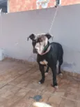 Pantera 