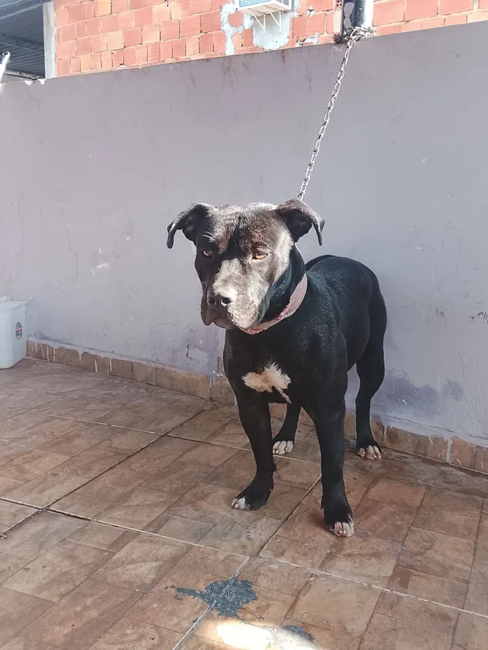 Cachorro raça Pit-Bull idade 1 ano nome Pantera 