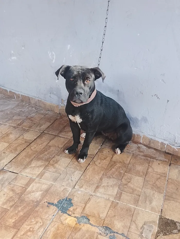 Cachorro raça Pit-Bull idade 1 ano nome Pantera 