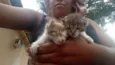 2gatinhos