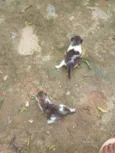 2gatinhos