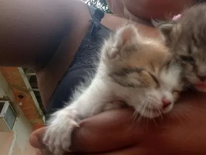Gato raça SRD-ViraLata idade Abaixo de 2 meses nome 2gatinhos