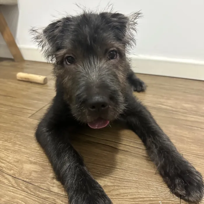 Cachorro raça SRD-ViraLata idade 2 a 6 meses nome Meimei