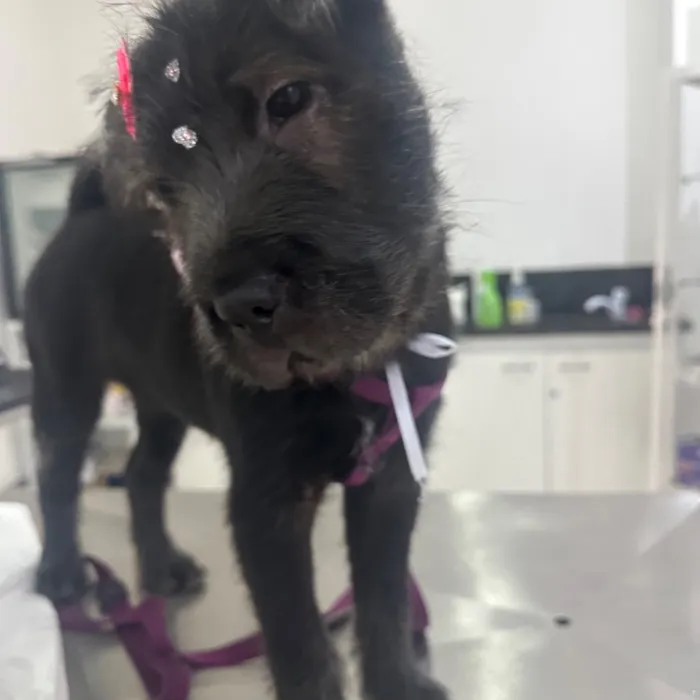 Cachorro raça SRD-ViraLata idade 2 a 6 meses nome Meimei