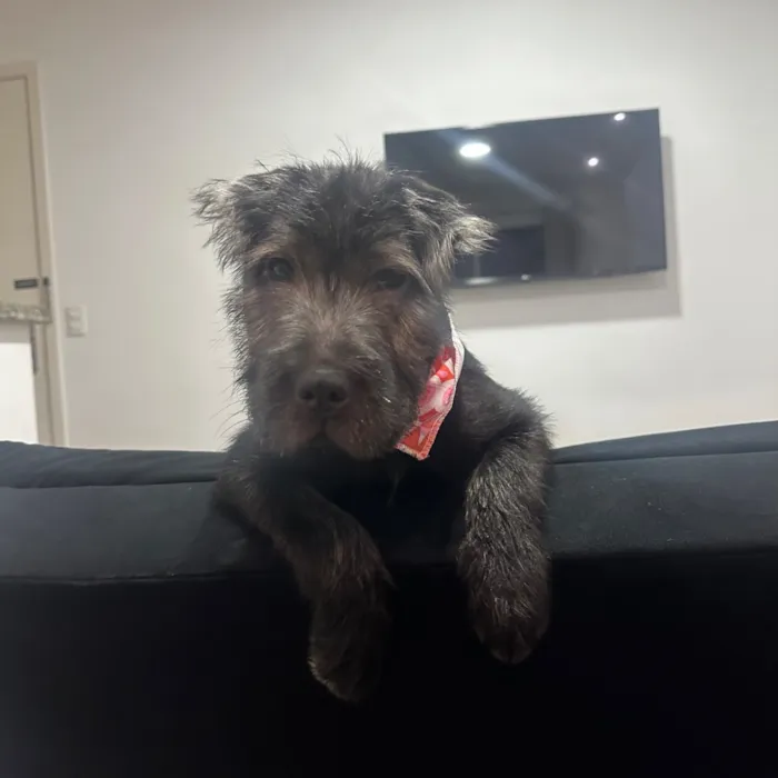 Cachorro raça SRD-ViraLata idade 2 a 6 meses nome Meimei