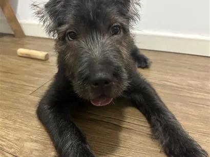 Cachorro raça SRD-ViraLata idade 2 a 6 meses nome Meimei