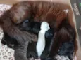 gatinhos e gatinhas recém nascidos